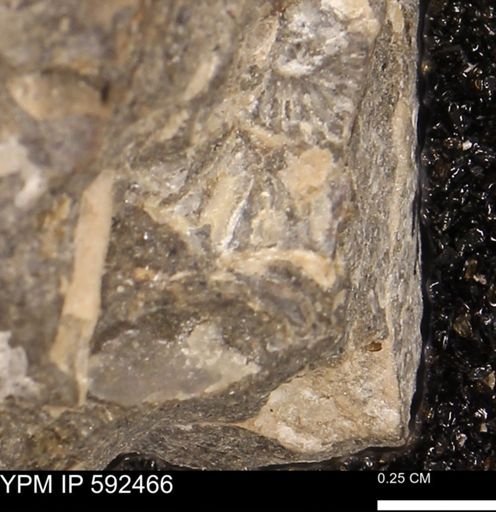 undet. Ammonoidea