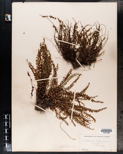 Asplenium trichomanes