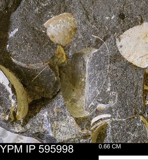 undet. Mollusca