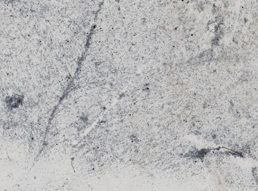 Trichomonas wenrichi