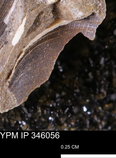 Limopsis striatopunctatus