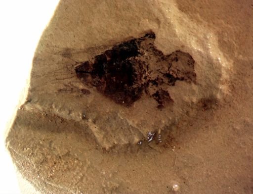 Auchenorrhyncha?