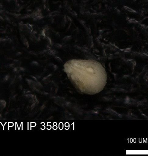 undet. Foraminiferida