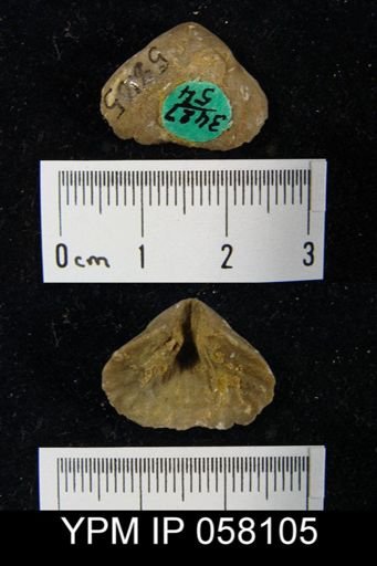 Meristella atoka