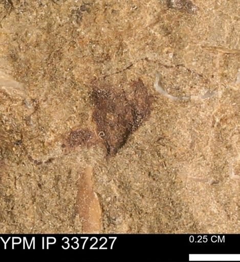 undet. Mollusca