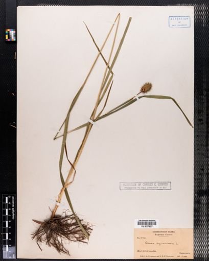 Carex squarrosa
