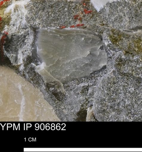 Pseudoptera sp.