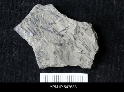 Tentaculites sp.