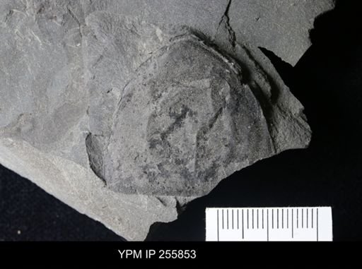 Hughmilleria sp.