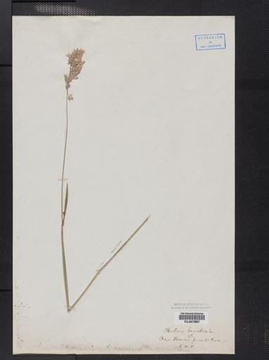 Holcus lanatus
