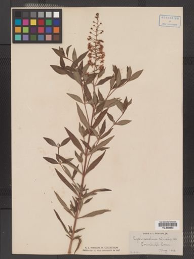 Plantae