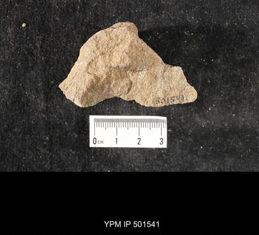 Astartella sp.