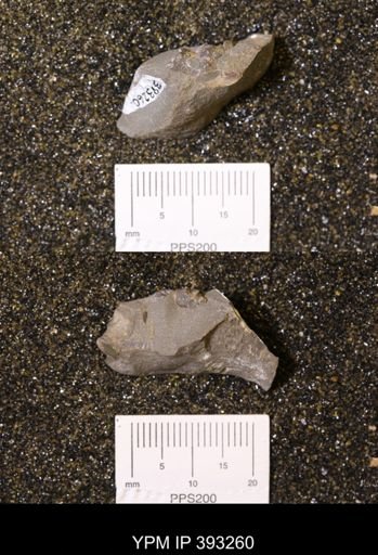 Baculites sp.