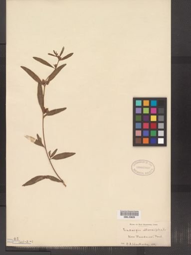 Ludwigia alternifolia