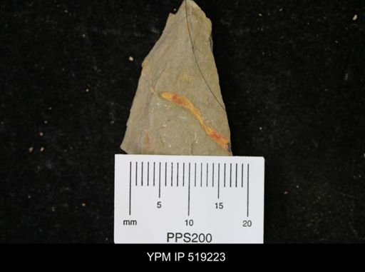 Ichnofossil