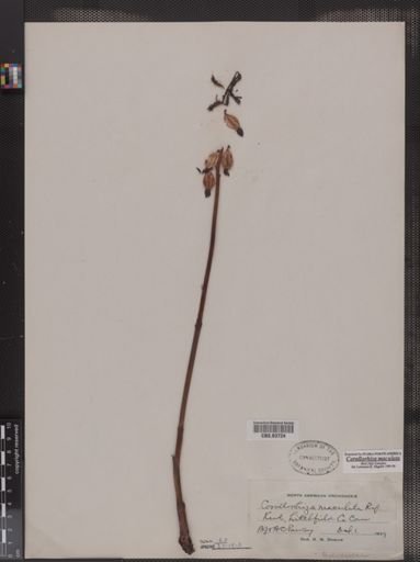 Corallorhiza maculata