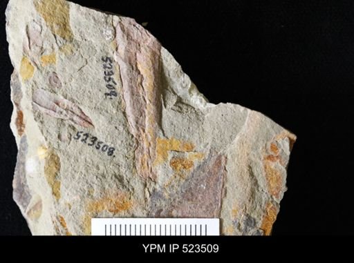 undet. Hyolithida