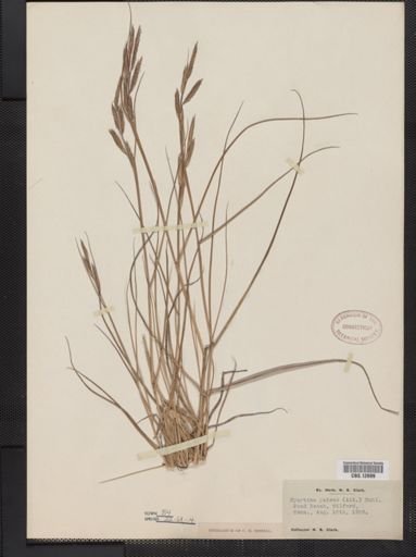 Spartina patens
