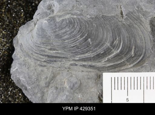 Modiomorpha mytilodes
