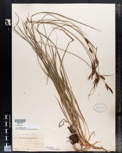 Carex haydenii