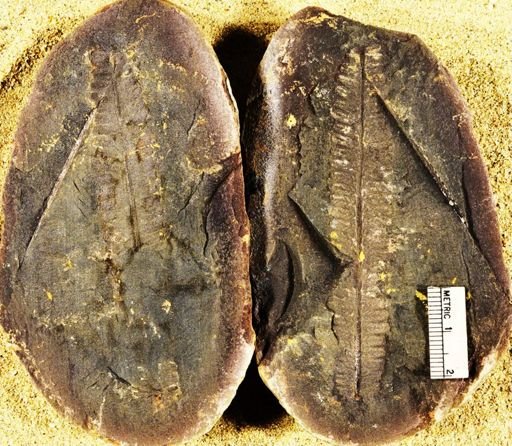 Pecopteris