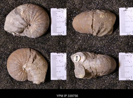 Scaphites whitfieldi