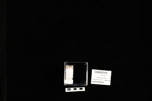 Bolitoglossa dofleini