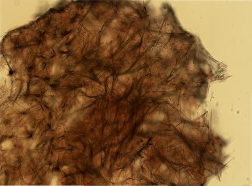 Halichondria bowerbanki