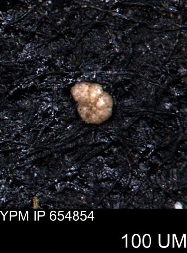 Alveolophragmium linki