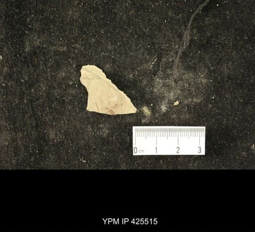 undet. Hexapoda