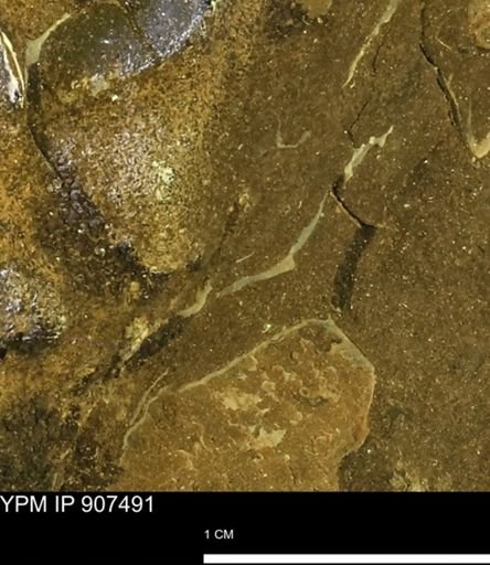 undet. Mollusca