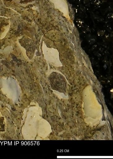 undet. Bivalvia