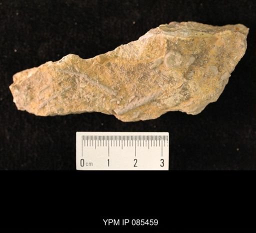 Archaeocidaris sp.