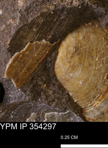 Limopsis striatopunctatus