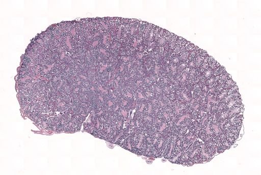 Rana clamitans
