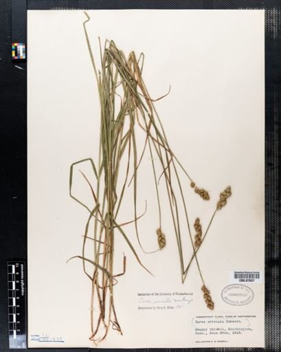 Carex cristata