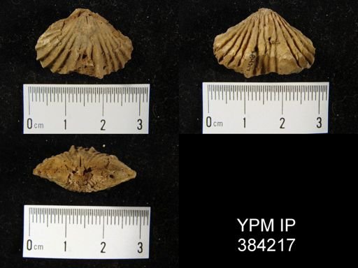 Camarotoechia sp.