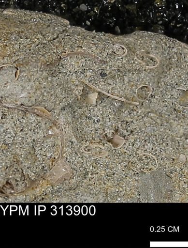 undet. Scaphopoda
