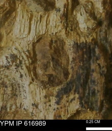 Teredo sp.