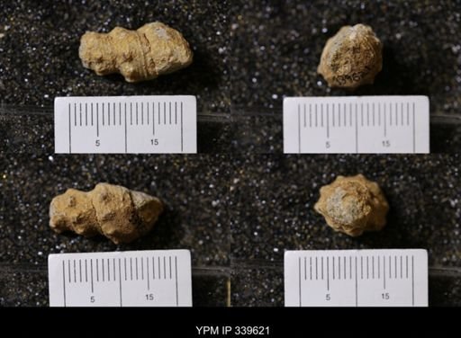 Melania wyomingensis