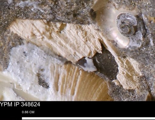 undet. Mollusca