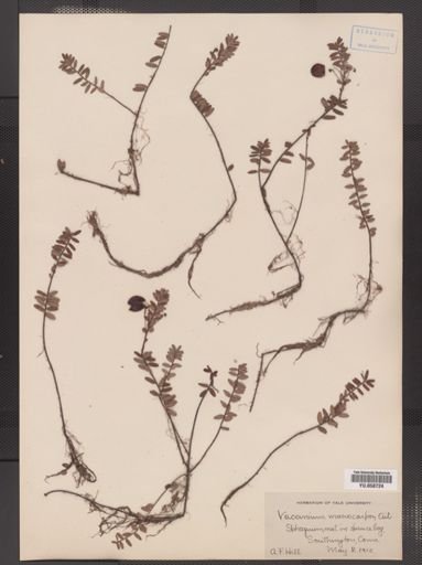 Vaccinium macrocarpon