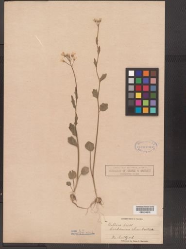 Cardamine bulbosa