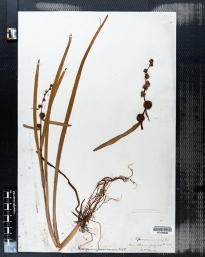 Sparganium americanum