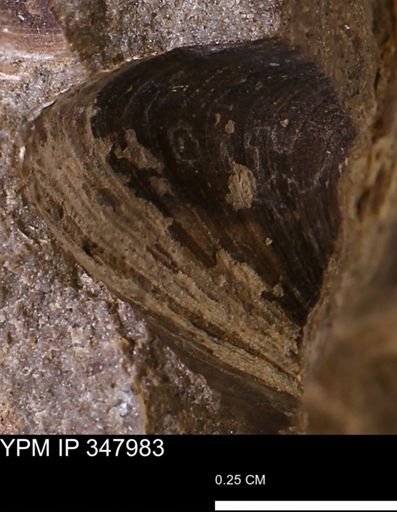 undet. Bivalvia