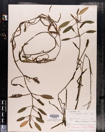 Plantae