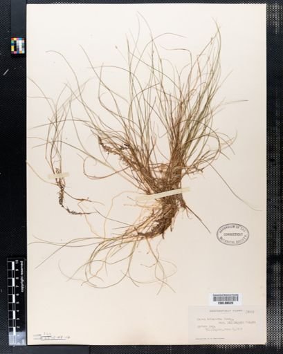 Plantae