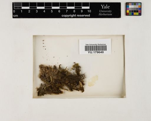 Plantae
