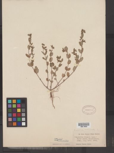 Euphorbia maculata