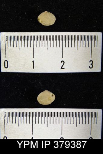 undet. Brachiopoda